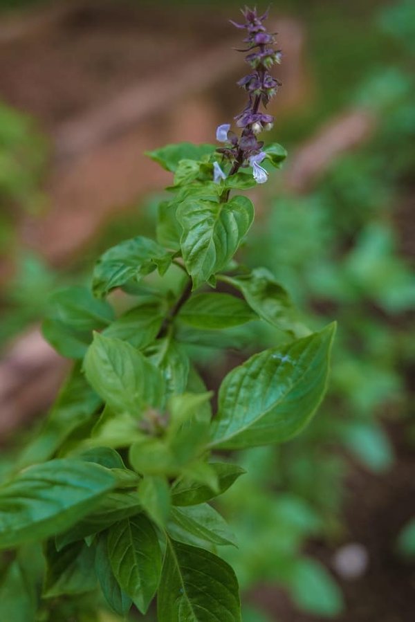 Pourquoi les gobelets en carton sont-ils considérés comme la meilleure option écologique ?